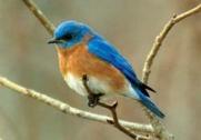 E Bluebird in tree